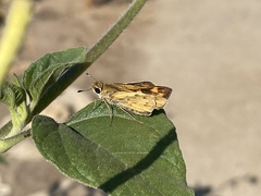 Hylephila phyleus