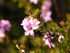 Coleonema aspalathoides