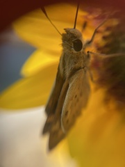 Hylephila phyleus