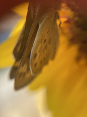 Hylephila phyleus