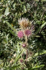 Cirsium osterhoutii