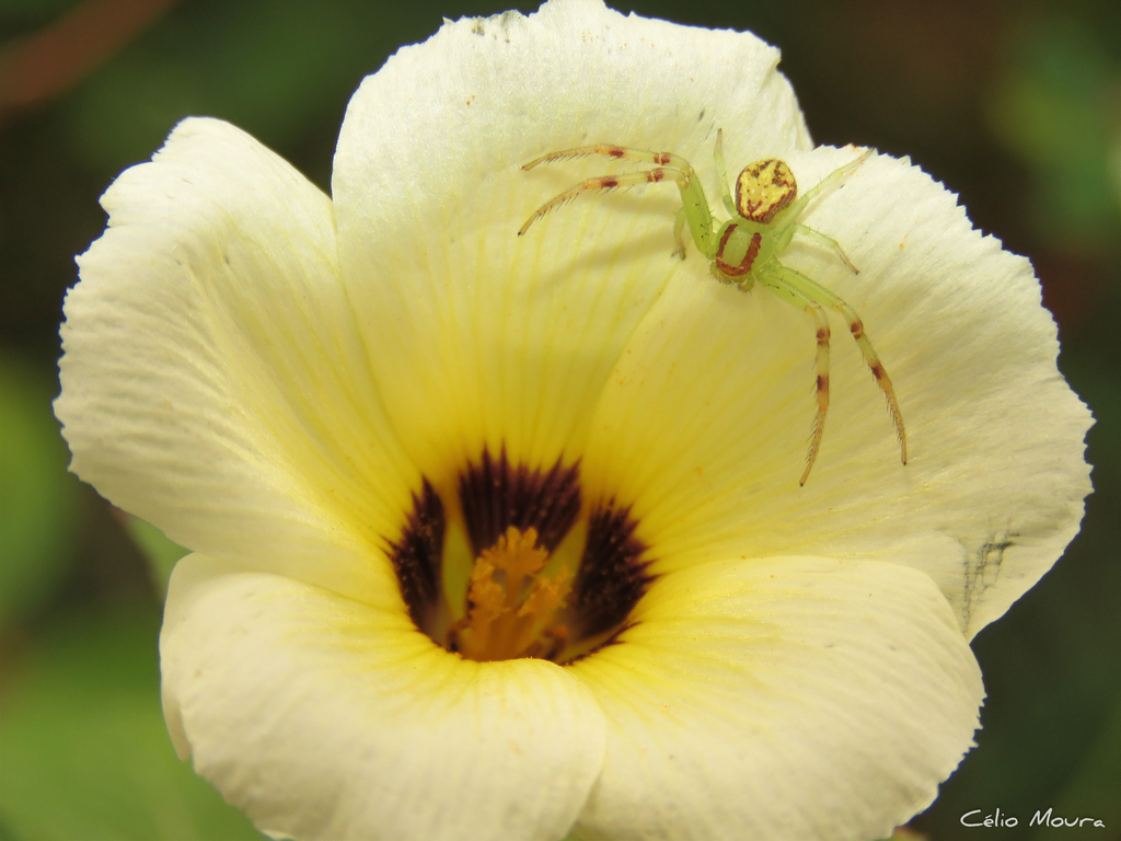 Misumenops maculissparsus
