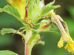 Misumenops maculissparsus