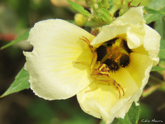 Misumenops maculissparsus