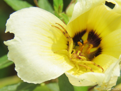 Misumenops maculissparsus