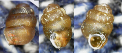 Vertigo substriata