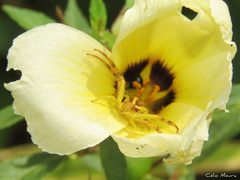 Misumenops maculissparsus