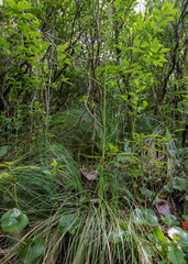 Xerophyllum asphodeloides