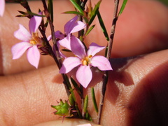 Coleonema aspalathoides