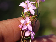 Coleonema aspalathoides