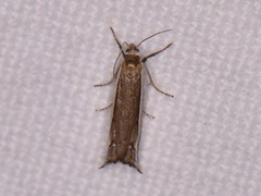 Raphiptera