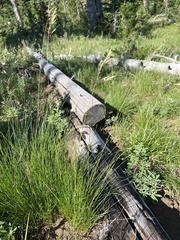 Festuca viridula