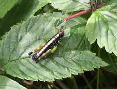 Booneacris glacialis