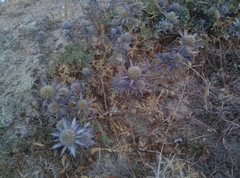 Eryngium dilatatum