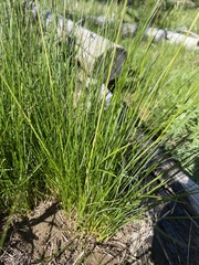 Festuca viridula