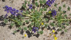 Lupinus odoratus