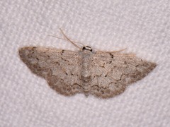Idaea violacearia