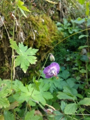 Geranium phaeum lividum