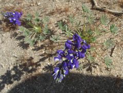 Lupinus odoratus
