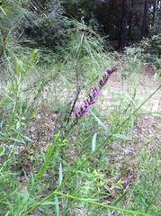 Liatris acidota