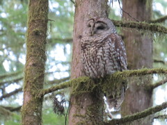 Strix occidentalis × varia