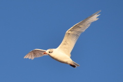 Ichthyaetus melanocephalus