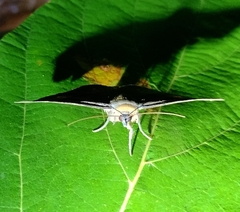 Entomogramma