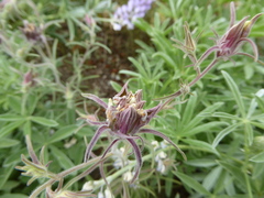 Cordylanthus capitatus