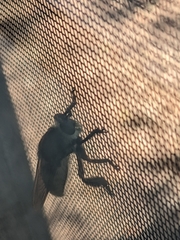 Mallophora fautrix