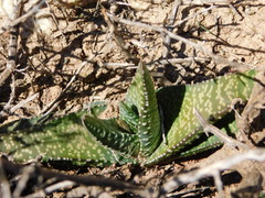 Gasteria carinata