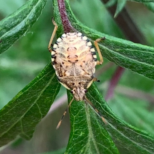 Dock Leaf Bug, Voorveld OudeHaagseweg 51, Amsterdam, Nederland, photo 8 of 10