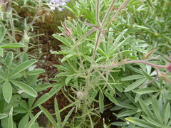 Cordylanthus capitatus