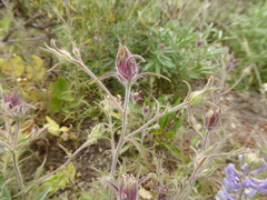 Cordylanthus capitatus