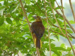 Psarocolius angustifrons angustifrons