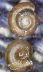 Punctum pygmaeum