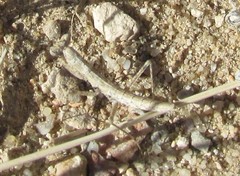 Litaneutria skinneri