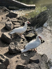 Cairina moschata domestica