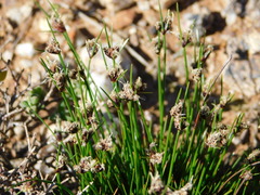 Ficinia overbergensis