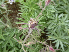 Cordylanthus capitatus