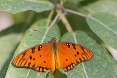 Dione vanillae