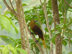 Psarocolius angustifrons angustifrons