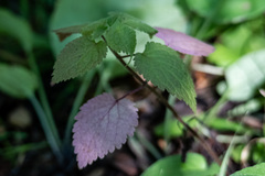 Lamium maculatum