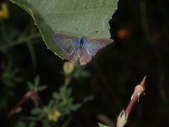 Leptotes pirithous