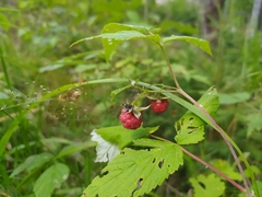 Rubus idaeus