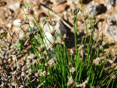 Ficinia overbergensis