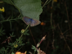 Leptotes pirithous