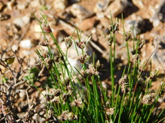 Ficinia overbergensis