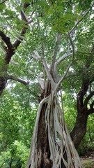 Ficus pringlei