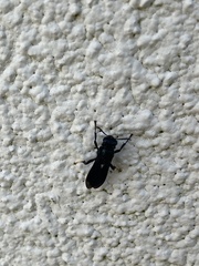 Polycaon