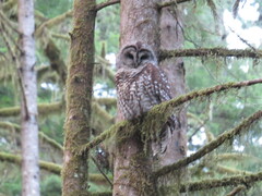 Strix occidentalis × varia